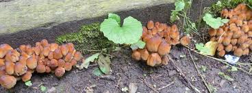 Image result for coprinus