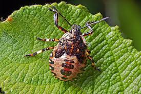 Attēlu rezultāti vaicājumam “Troilus luridus”