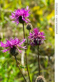 Attēlu rezultāti vaicājumam “Centaurea scabiosa flower”