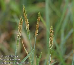 Attēlu rezultāti vaicājumam “Alopecurus aequalis leaf”