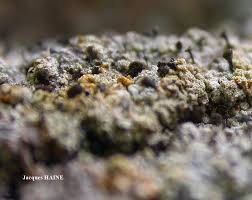 Attēlu rezultāti vaicājumam “Chaenotheca ferruginea”