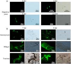 Attēlu rezultāti vaicājumam “Cordyceps farinosa”