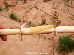 Attēlu rezultāti vaicājumam “Phragmites communis”