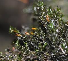 Attēlu rezultāti vaicājumam “Seligeria donniana”