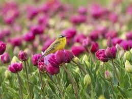 Attēlu rezultāti vaicājumam “Motacilla flava flava adult”