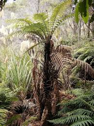 Attēlu rezultāti vaicājumam “Weissia squarrosa”