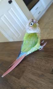 Image result for pheega