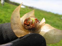 Attēlu rezultāti vaicājumam “Nicandra physalodes fruit”