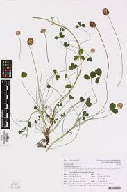 Attēlu rezultāti vaicājumam “Trifolium fragiferum”