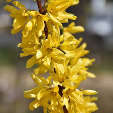 Attēlu rezultāti vaicājumam “Forsythia intermedia flower”