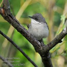 Attēlu rezultāti vaicājumam “Sylvia curruca”