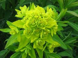 Attēlu rezultāti vaicājumam “Euphorbia palustris”