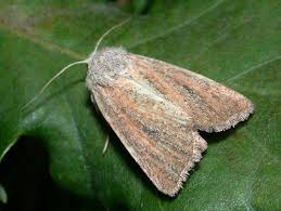 Attēlu rezultāti vaicājumam “Chortodes fluxa”