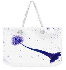 Attēlu rezultāti vaicājumam “Comatricha elegans”