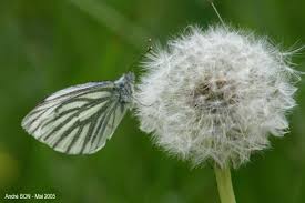 Attēlu rezultāti vaicājumam “Pieris napi male”