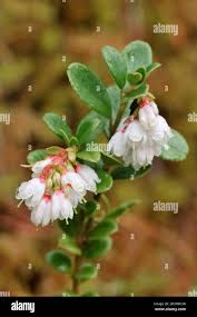 Attēlu rezultāti vaicājumam “Vaccinium vitis-idaea flower”