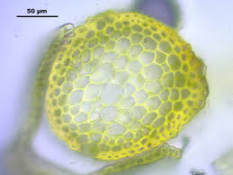 Attēlu rezultāti vaicājumam “Hymenostylium recurvirostrum macro”