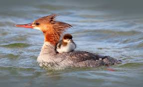 Attēlu rezultāti vaicājumam “Mergus merganser female”