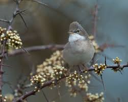Attēlu rezultāti vaicājumam “Sylvia communis adult”