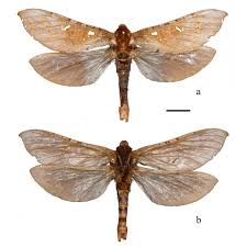 Attēlu rezultāti vaicājumam “Hepialidae”