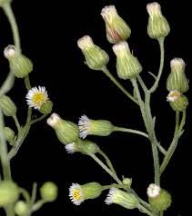 Attēlu rezultāti vaicājumam “Erigeron canadensis”