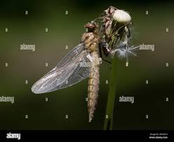 Attēlu rezultāti vaicājumam “Epitheca bimaculata”