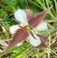 Attēlu rezultāti vaicājumam “Lamium album flower”