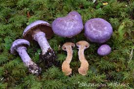Attēlu rezultāti vaicājumam “Cortinarius traganus”