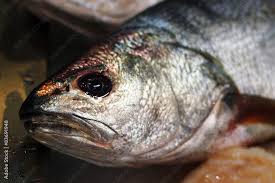 Image result for Umbrina cirrosa