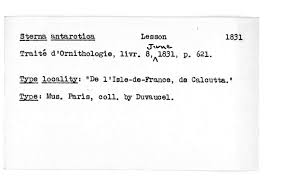 Image result for Sterna acuflavida