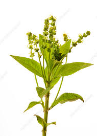 Attēlu rezultāti vaicājumam “Mercurialis perennis”