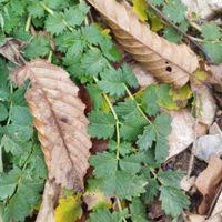 Attēlu rezultāti vaicājumam “Poterium sanguisorba”