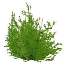 Attēlu rezultāti vaicājumam “Fontinalis antipyretica”