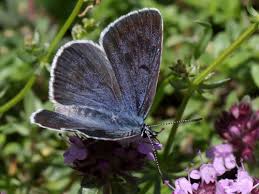Attēlu rezultāti vaicājumam “Phengaris arion upperside”