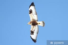 Attēlu rezultāti vaicājumam “Buteo lagopus”