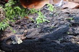 Attēlu rezultāti vaicājumam “Cribraria cancellata var. fusca spores”