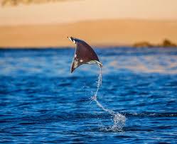Image result for Mobula munkiana