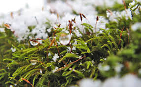 Attēlu rezultāti vaicājumam “Leskea polycarpa sporophyte”