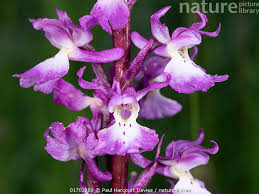 Attēlu rezultāti vaicājumam “Orchis mascula flower”
