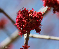 Attēlu rezultāti vaicājumam “Acer saccharinum flower”