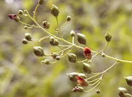 Attēlu rezultāti vaicājumam “Scrophularia nodosa fruit”