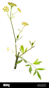 Attēlu rezultāti vaicājumam “Levisticum officinale flower”