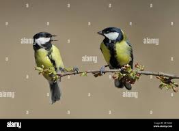 Attēlu rezultāti vaicājumam “Parus major male”