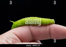Attēlu rezultāti vaicājumam “Laothoe populi larva”