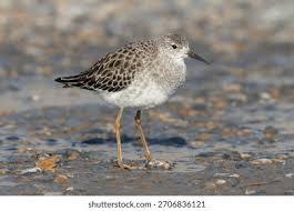 Attēlu rezultāti vaicājumam “Philomachus pugnax”