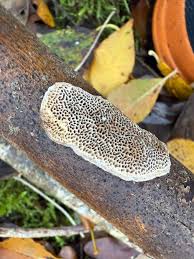 Attēlu rezultāti vaicājumam “Datronia mollis”