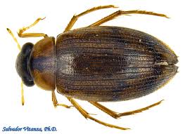 Attēlu rezultāti vaicājumam “Hydrophilidae”