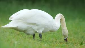 Attēlu rezultāti vaicājumam “Cygnus olor adult”