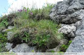 Attēlu rezultāti vaicājumam “Myurella julacea”