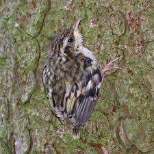 Attēlu rezultāti vaicājumam “Certhia familiaris”